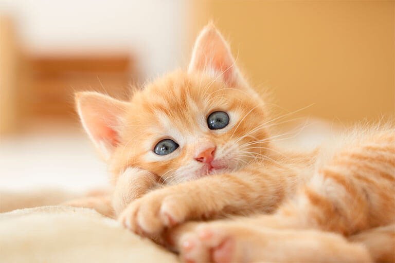 寝転ぶ猫
